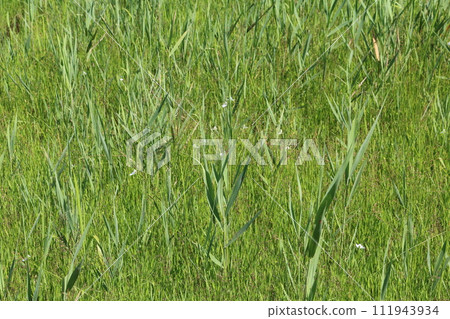 Tokushima Kurosawa wetland heron grass Tokushima Kurosawa wetland heron grass 111943934