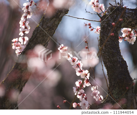 Plum blossoms starting to bloom Plum blossoms starting to bloom 111944054
