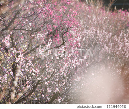 Red plum wrapped in white plum 111944058