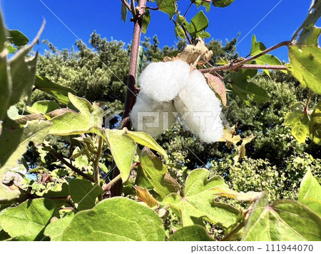 白色蓬鬆棉球 111944070