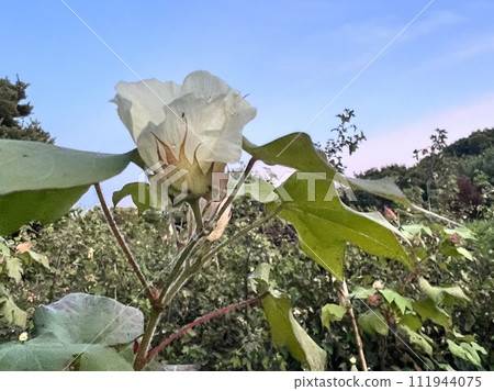 日出和棉花 日出和棉花 111944075
