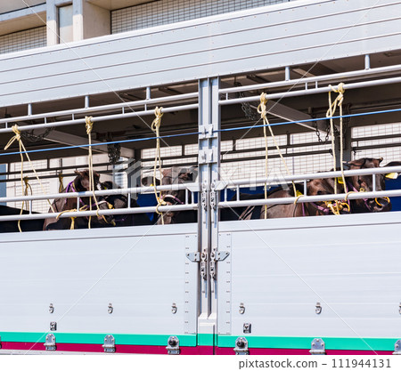 乳牛被運走【牲畜運輸車和牲畜牛的圖片】 111944131