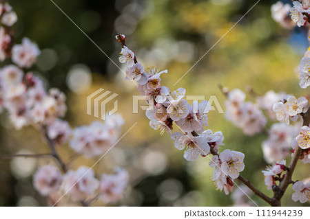 Close-up of plum blossoms in Komazawa Park Close-up of plum blossoms in Komazawa Park 111944239