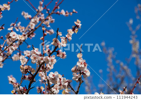 駒澤公園梅花特寫 駒澤公園梅花特寫 111944243