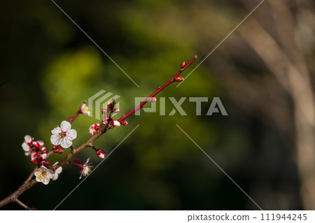 Close-up of plum blossoms in Komazawa Park 111944245