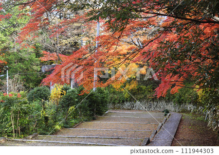 紅葉美麗的神明社階梯(宮城縣白石市) 紅葉美麗的神明社階梯(宮城縣白石市) 111944303