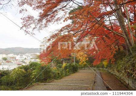 紅葉美麗的神明社階梯(宮城縣白石市) 紅葉美麗的神明社階梯(宮城縣白石市) 111944304