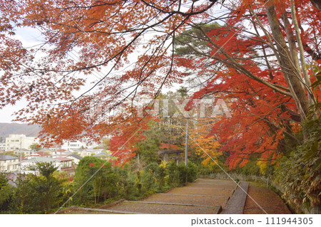 紅葉美麗的神明社階梯(宮城縣白石市) 紅葉美麗的神明社階梯(宮城縣白石市) 111944305