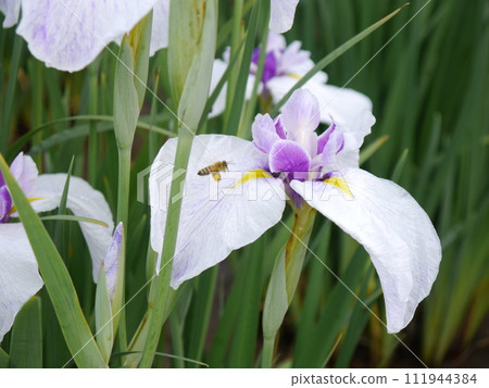 北山公園的鳶尾花（東京都東村山市） 111944384