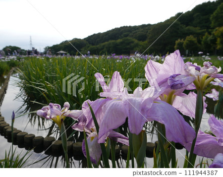 北山公園的鳶尾花(東京都東村山市) 北山公園的鳶尾花(東京都東村山市) 111944387
