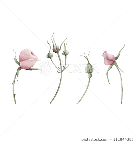 Set of pink rose hip flowers on stem and buds. Floral watercolor illustration hand painted isolated on white background. Perfect for invitations, greeting cards, posters, labels, wallpapers, wrappers, 111944395