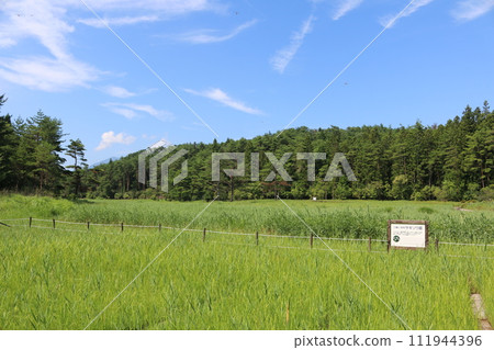 德島黑澤濕地 111944396