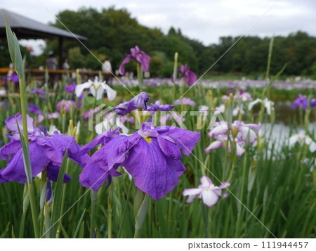 Flower irises at Kitayama Park (Higashimurayama City, Tokyo) Flower irises at Kitayama Park (Higashimurayama City, Tokyo) 111944457