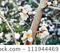梅花含苞，梅花開，春來，早春， 111944469