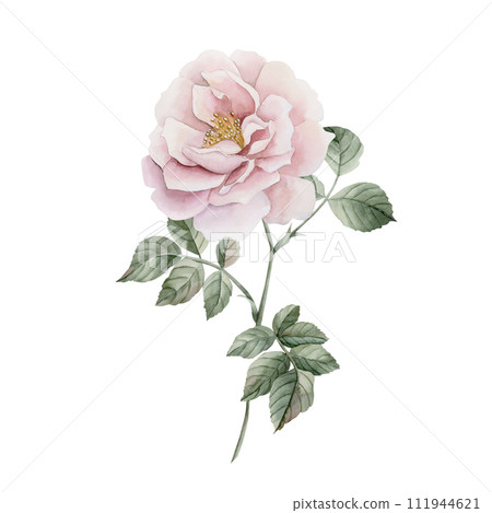 Pink rose hip flower on stem with leaves. Floral watercolor illustration hand painted isolated on white background. Perfect for invitations, greeting cards, posters, labels, wallpapers, wrappers, fabr Pink rose hip flower on stem with leaves. Floral watercolor illustration hand painted isolated on white background. Perfect for invitations, greeting cards, posters, labels, wallpapers, wrappers, fabr 111944621