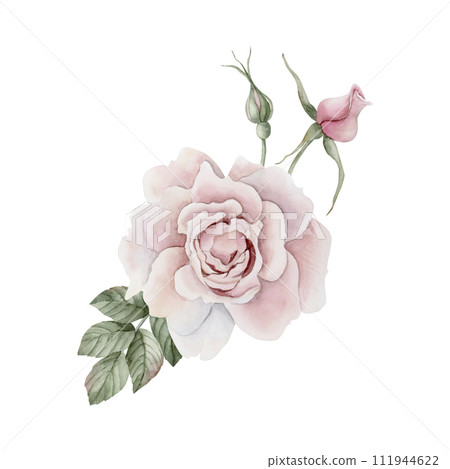 Composition of pink rose hip flower with buds and leaves, Victorian style rose. Floral watercolor illustration hand painted isolated on white background. Perfect for invitations, greeting cards, poste 111944622
