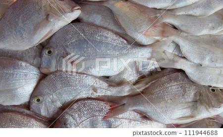 Fresh raw caught fishes on ice sale at fish market. Seafood pattern Fresh raw caught fishes on ice sale at fish market. Seafood pattern 111944688