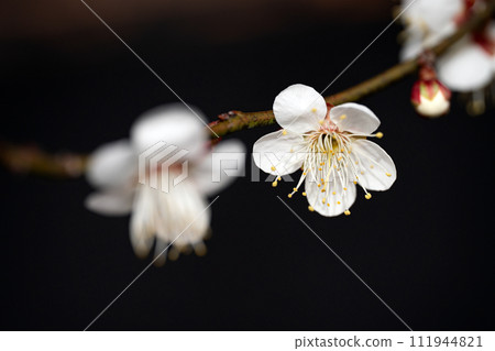 關閉白色李子 關閉白色李子 111944821