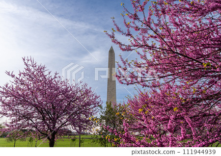 Washington monument on the National Mall in Washington, D.C, USA and Colorful Cherry blossom trees in spring Washington monument on the National Mall in Washington, D.C, USA and Colorful Cherry blossom trees in spring 111944939
