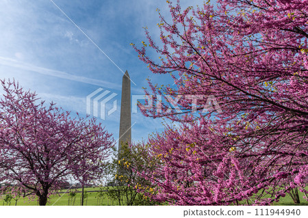Washington monument on the National Mall in Washington, D.C, USA and Colorful Cherry blossom trees in spring Washington monument on the National Mall in Washington, D.C, USA and Colorful Cherry blossom trees in spring 111944940