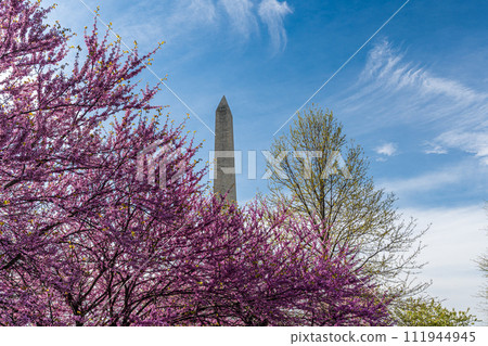 Washington monument on the National Mall in Washington, D.C, USA and Colorful Cherry blossom trees in spring Washington monument on the National Mall in Washington, D.C, USA and Colorful Cherry blossom trees in spring 111944945