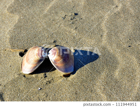 在大洗陽光海灘採蛤蜊 111944951