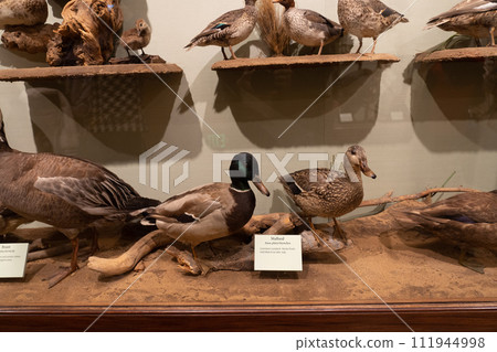 Bird species in north america exhibition in Smithsonian National Museum of Natural History in WASHINGTON DC. 111944998