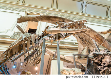 Prehistoric dinosaur fossil exhibition in Smithsonian national museum of natural history, Washington D.C., USA Prehistoric dinosaur fossil exhibition in Smithsonian national museum of natural history, Washington D.C., USA 111945001