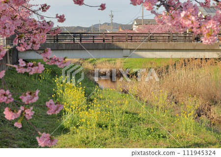 Kawazu cherry blossom trees and rape blossoms along the river Kawazu cherry blossoms along the Nishikosegawa River 111945324