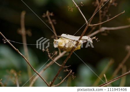 A cocoon of a mountain butterfly A cocoon of a mountain butterfly 111945406