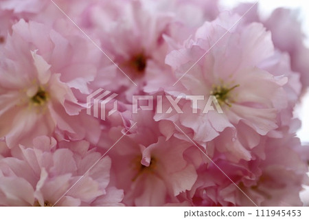 雙櫻花盛開,陽光明媚的日子公園裡的櫻花 雙櫻花盛開,陽光明媚的日子公園裡的櫻花 111945453