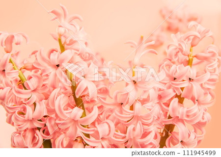 Color of the Year 2024 Peach Fuzz. greeting card. mother's day, International Women's Day congratulate Holiday background celebration concept. flowers frame on pink background with space for text Color of the Year 2024 Peach Fuzz. greeting card. mother's day, International Women's Day congratulate Holiday background celebration concept. flowers frame on pink background with space for text 111945499