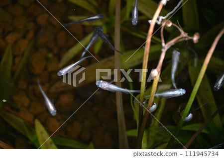 Medaka in the aquarium 111945734
