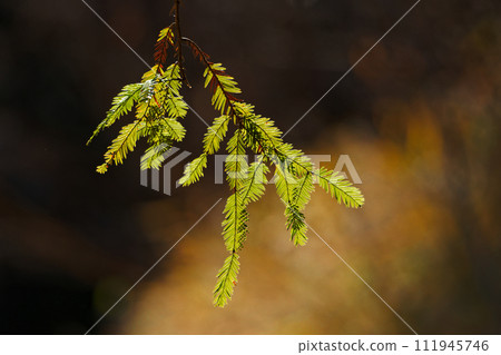 杉科植物紅杉的葉子 111945746