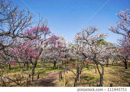 Fuchu City, Tokyo Local Forest Plum Festival Fuchu City, Tokyo Local Forest Plum Festival 111945751