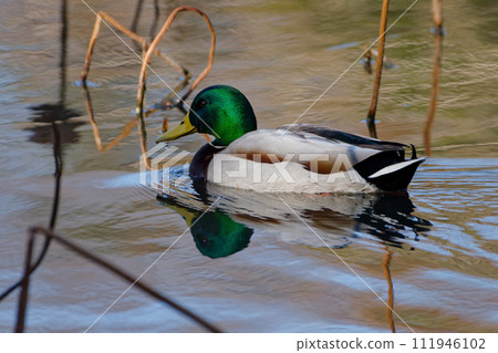 Mallard duck on the waterside Mallard duck on the waterside 111946102