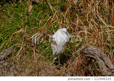 Little egret in the winter heron family that does not have decorative feathers 111946103