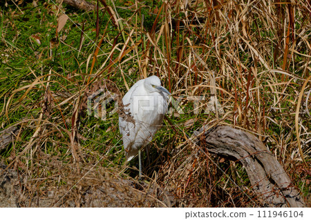 Little egret in the winter heron family that does not have decorative feathers 111946104