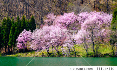 Yoh Yamazakura of Lake Nakanishi 111946110