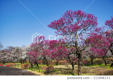 Fuchu City, Tokyo Local Forest Plum Festival 111946151