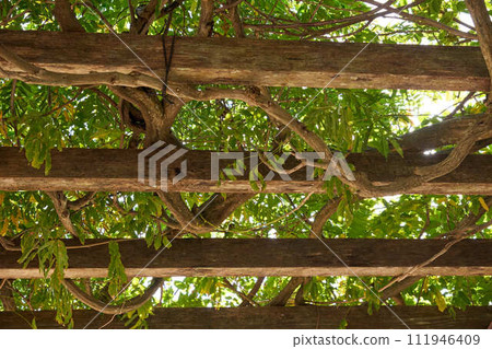 [Background material] Wooden roof with entwined plants 111946409