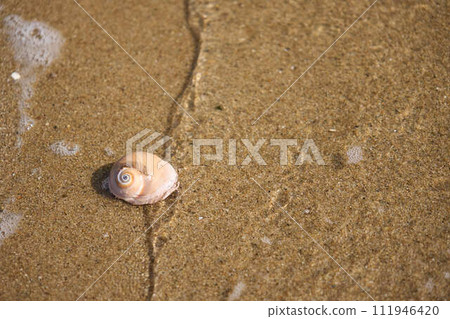 【夏季】海浪和貝殼撞擊沙灘 111946420