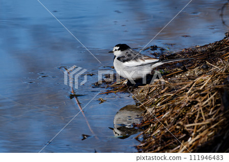 White Wagtail foraging at the waterside 111946483