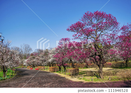 東京府中市鄉土梅花節 東京府中市鄉土梅花節 111946528