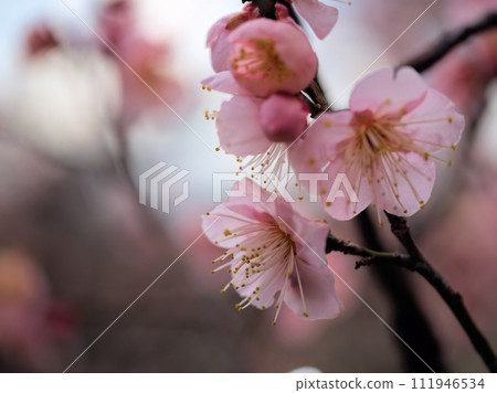 Plum blossoms blooming in February "Red winter solstice (Koutouji)" Plum blossoms blooming in February "Red winter solstice (Koutouji)" 111946534