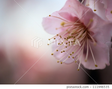 Plum blossoms blooming in February "Red winter solstice (Koutouji)" Plum blossoms blooming in February "Red winter solstice (Koutouji)" 111946535