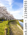Cherry blossoms and flowing river 111946593