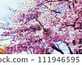 Spring cherry blossoms at tourist attractions 111946595
