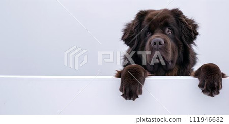 Adorable brown dog peeking over edge with a curious gaze. fluffy pet portrait on a clean background. perfect for animal lovers. AI Adorable brown dog peeking over edge with a curious gaze. fluffy pet portrait on a clean background. perfect for animal lovers. AI 111946682