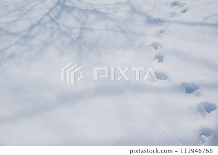 Tree shadows and animal footprints reflected in the snow 111946768